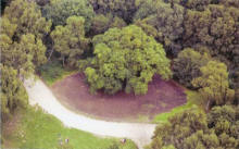 Major Oak from the Air